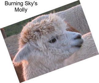 Burning Sky\'s Molly