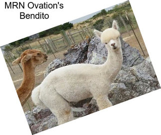 MRN Ovation\'s Bendito