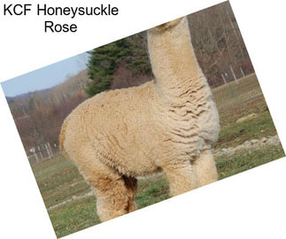 KCF Honeysuckle Rose