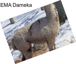 EMA Dameka
