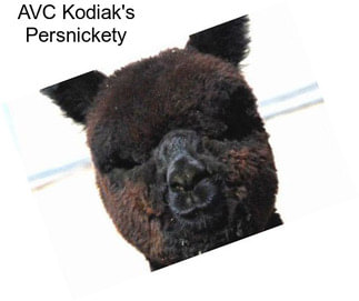 AVC Kodiak\'s Persnickety