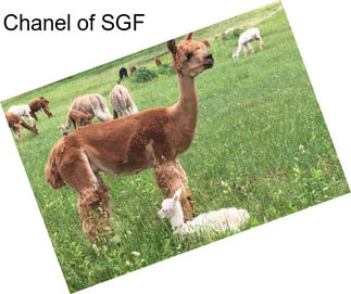 Chanel of SGF