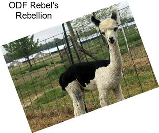 ODF Rebel\'s Rebellion