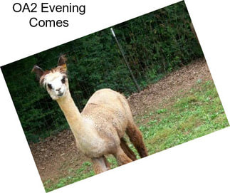 OA2 Evening Comes