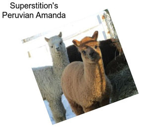 Superstition\'s Peruvian Amanda