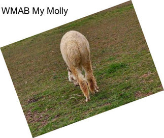 WMAB My Molly