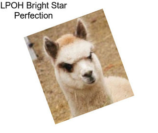 LPOH Bright Star Perfection