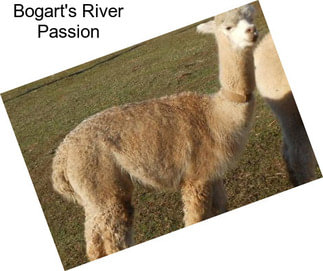 Bogart\'s River Passion