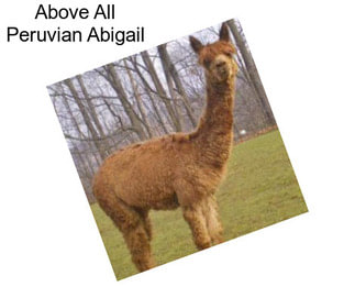 Above All Peruvian Abigail