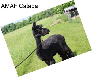 AMAF Cataba