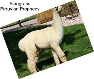 Bluegrass Peruvian Prophecy