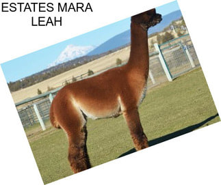 ESTATES MARA LEAH