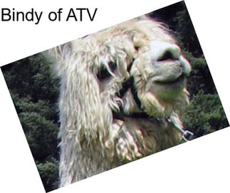 Bindy of ATV