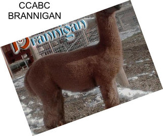 CCABC BRANNIGAN