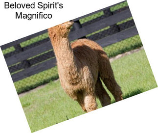 Beloved Spirit\'s Magnifico