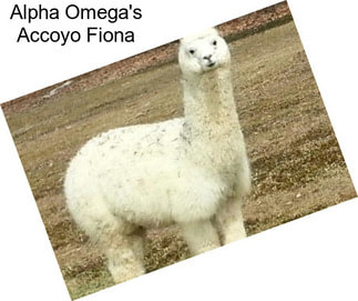 Alpha Omega\'s Accoyo Fiona