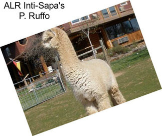 ALR Inti-Sapa\'s P. Ruffo