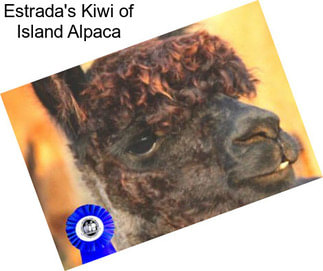 Estrada\'s Kiwi of Island Alpaca