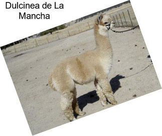 Dulcinea de La Mancha