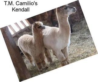 T.M. Camilio\'s Kendall