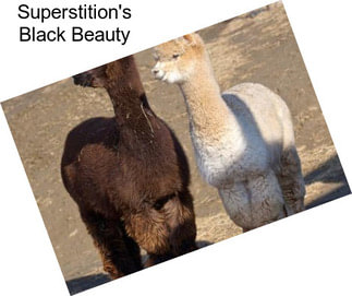 Superstition\'s Black Beauty