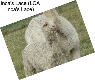 Inca\'s Lace (LCA Inca\'s Lace)