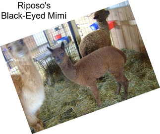 Riposo\'s Black-Eyed Mimi