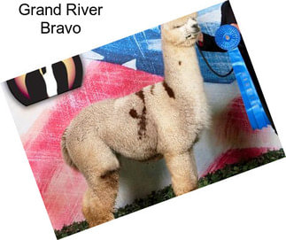 Grand River Bravo
