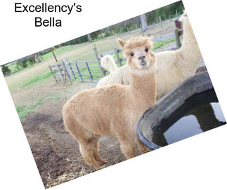 Excellency\'s Bella