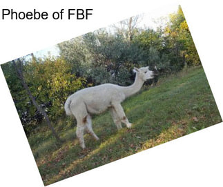 Phoebe of FBF