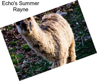 Echo\'s Summer Rayne