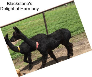 Blackstone\'s Delight of Harmony