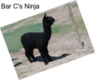 Bar C\'s Ninja