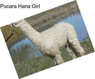 Pucara Hana Girl