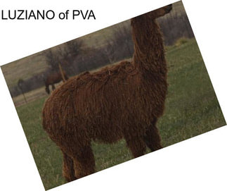 LUZIANO of PVA