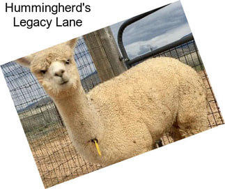 Hummingherd\'s Legacy Lane