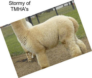 Stormy of TMHA\'s