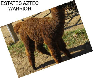 ESTATES AZTEC WARRIOR