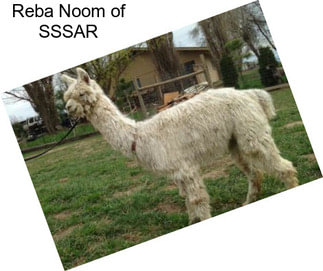 Reba Noom of SSSAR