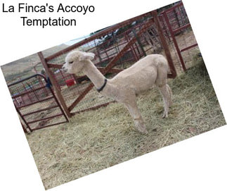 La Finca\'s Accoyo Temptation