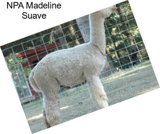 NPA Madeline Suave
