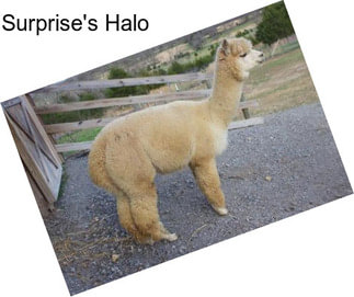 Surprise\'s Halo