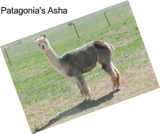 Patagonia\'s Asha