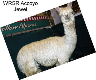 WRSR Accoyo Jewel