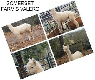 SOMERSET FARM\'S VALERO