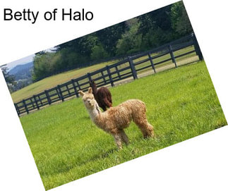 Betty of Halo