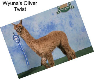 Wyuna\'s Oliver Twist
