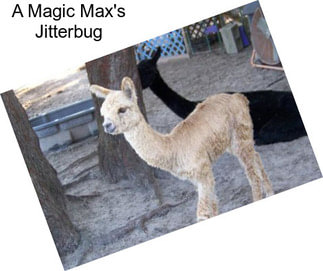 A Magic Max\'s Jitterbug