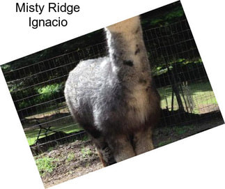 Misty Ridge Ignacio