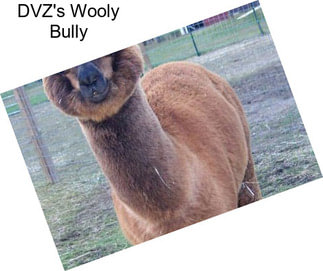 DVZ\'s Wooly Bully